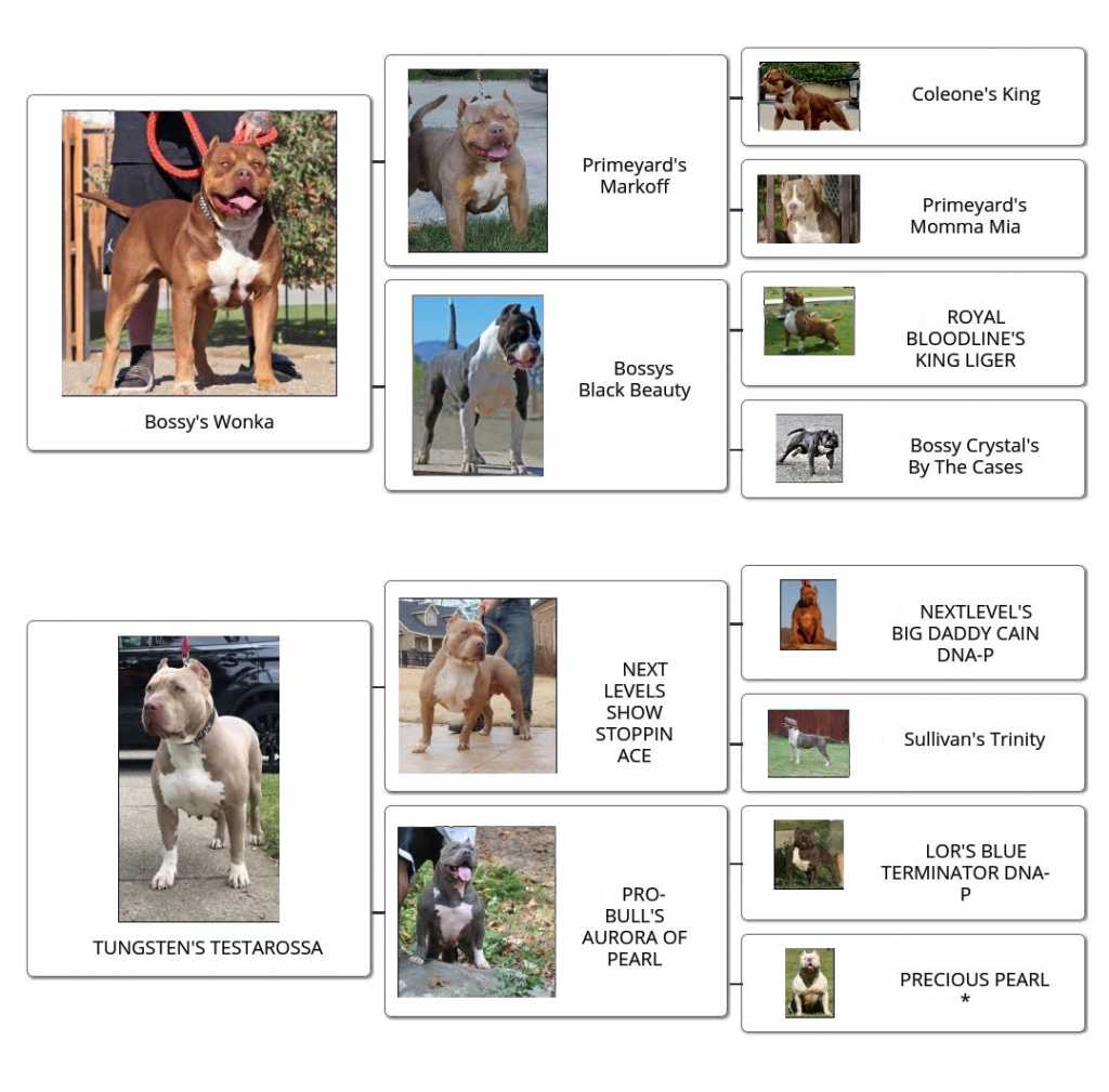 familytree_CenterstageKya