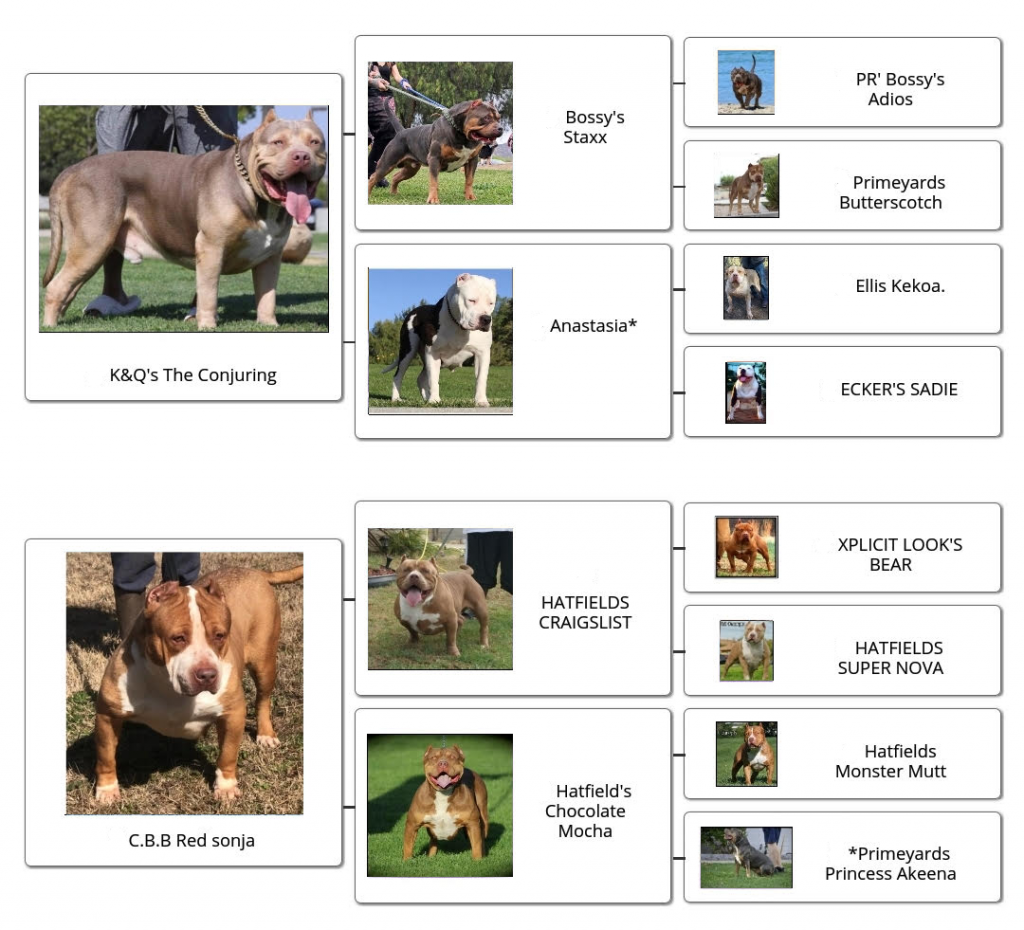 familytree_FLBs_Jayde