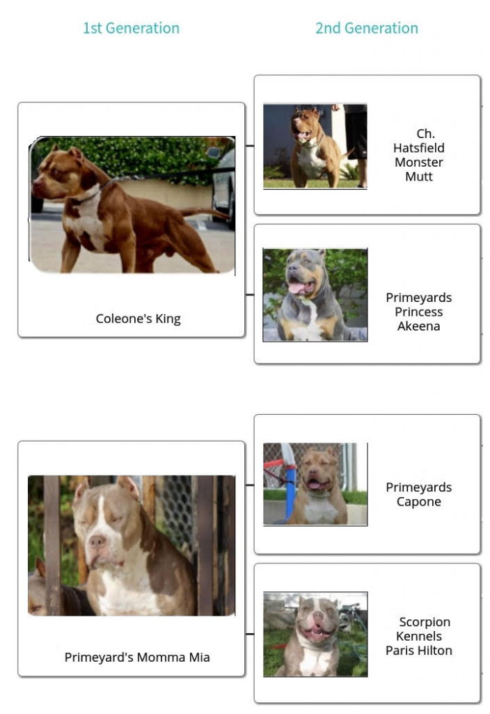 familytree_PrimeyardsMsCoco