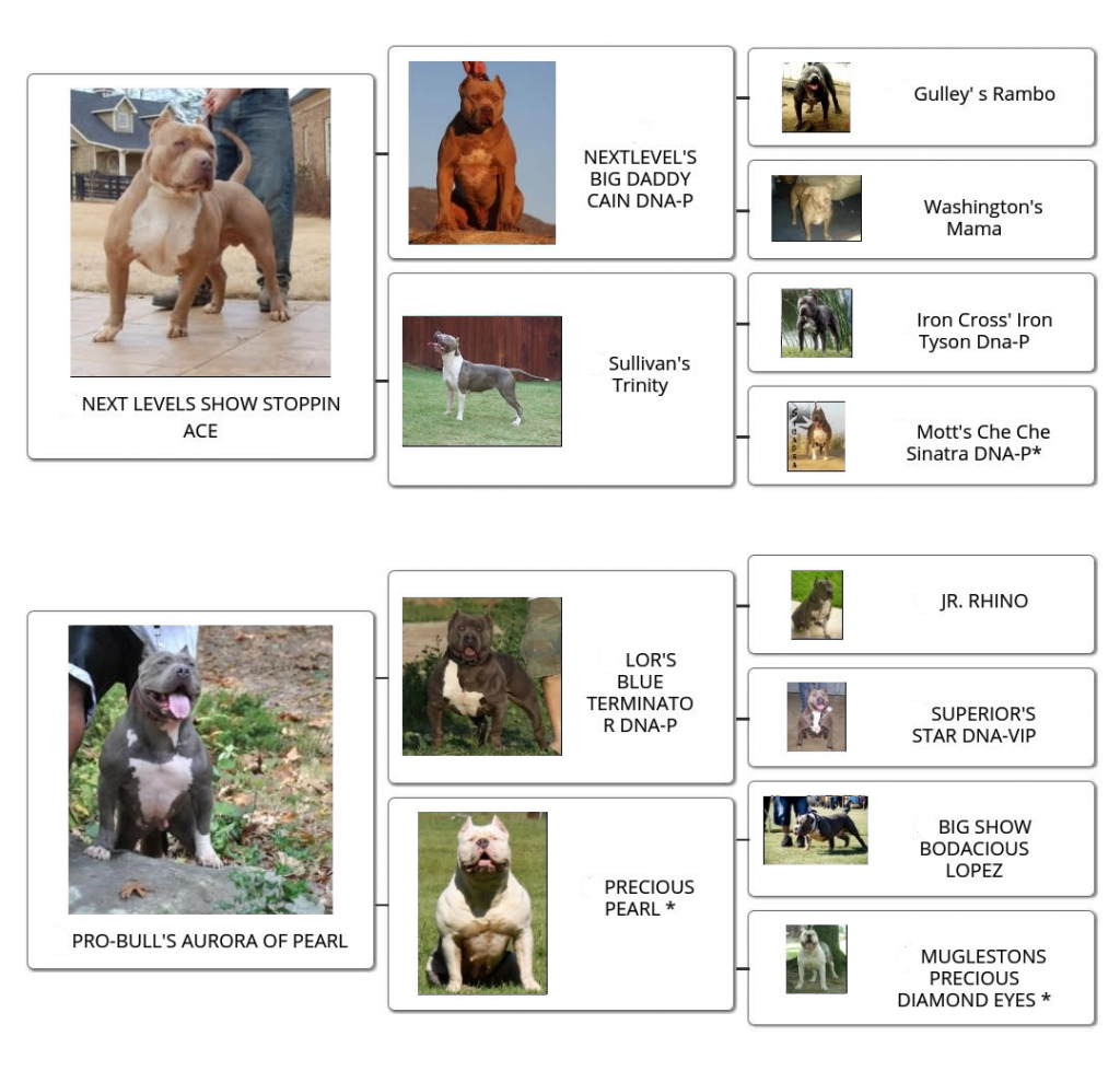 familytree_tungstensTestarossa